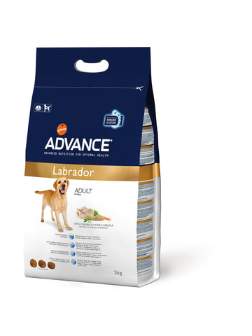 Advance Labrador